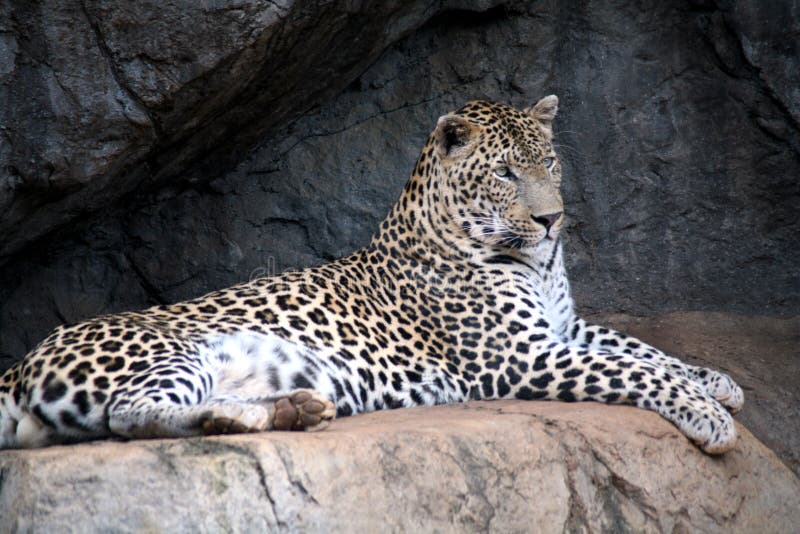 Leopard resting on a rock in South Africa. Leopard resting on a rock in South Africa