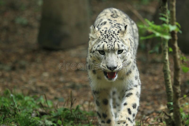 Leopard χιονιού στοκ φωτογραφία με δικαίωμα ελεύθερης χρήσης Leopard χιονιού στοκ φωτογραφία με δικαίωμα ελεύθερης χρήσης