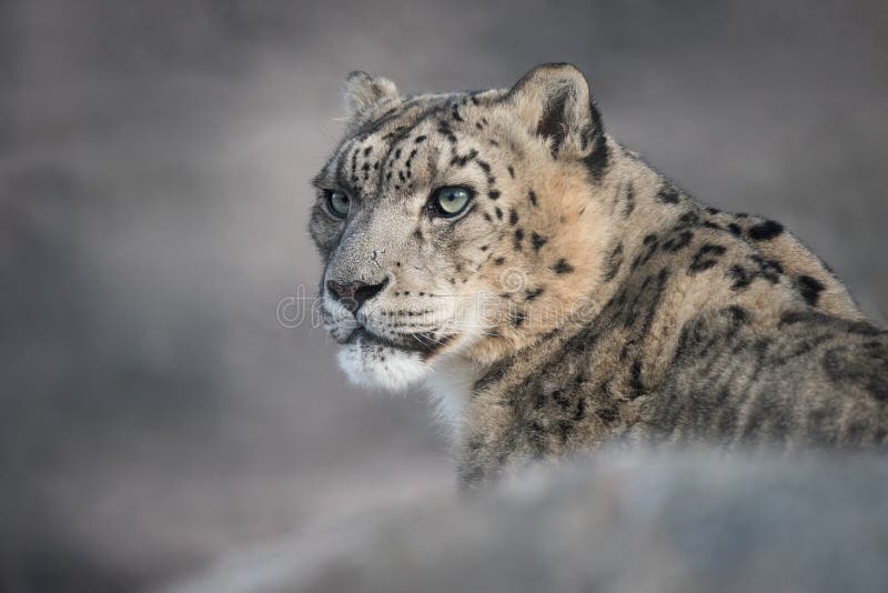 Leopard χιονιού στοκ φωτογραφία με δικαίωμα ελεύθερης χρήσης Leopard χιονιού στοκ φωτογραφία με δικαίωμα ελεύθερης χρήσης