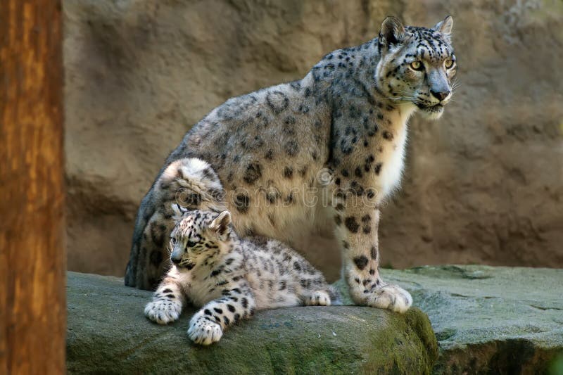 Leopard χιόνι στοκ εικόνες