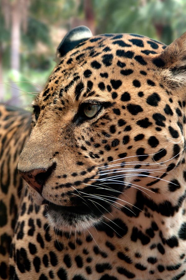 A closeup of a leopard in lush vegetation. A closeup of a leopard in lush vegetation