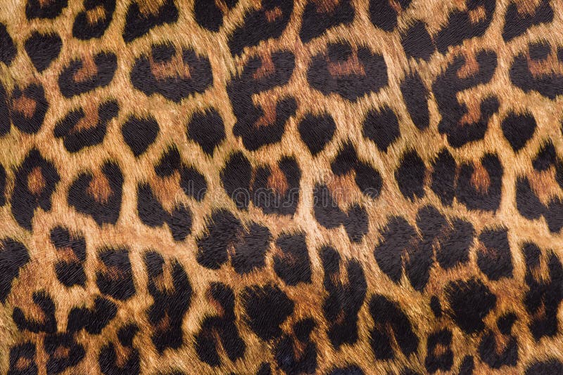 Leopardhaut stockfoto