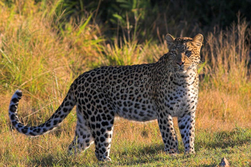 Leopardo imágenes de archivo libres de regalías Leopardo imágenes de archivo libres de regalías