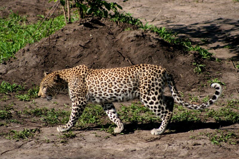 Leopardo imagen de archivo libre de regalías Leopardo imagen de archivo libre de regalías