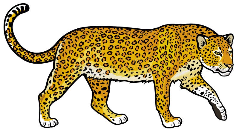 Leopardo illustrazione vettoriale Leopardo illustrazione vettoriale