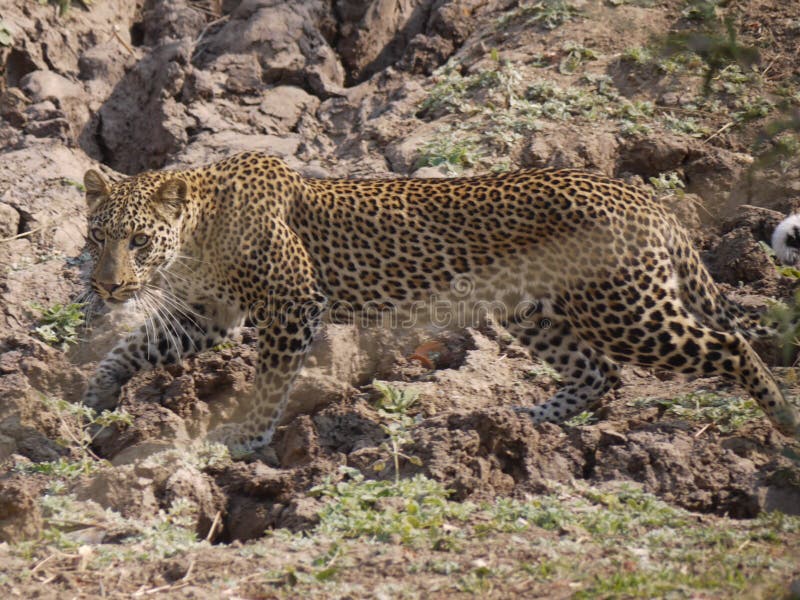 leopardo fotografie stock leopardo fotografie stock