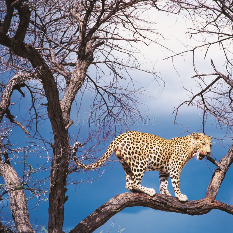 Leopardo imagen de archivo Leopardo imagen de archivo