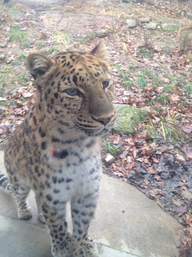 leopardo foto de stock royalty free leopardo foto de stock royalty free