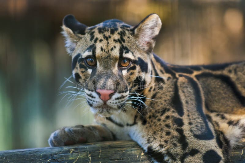 Leopardo apannato