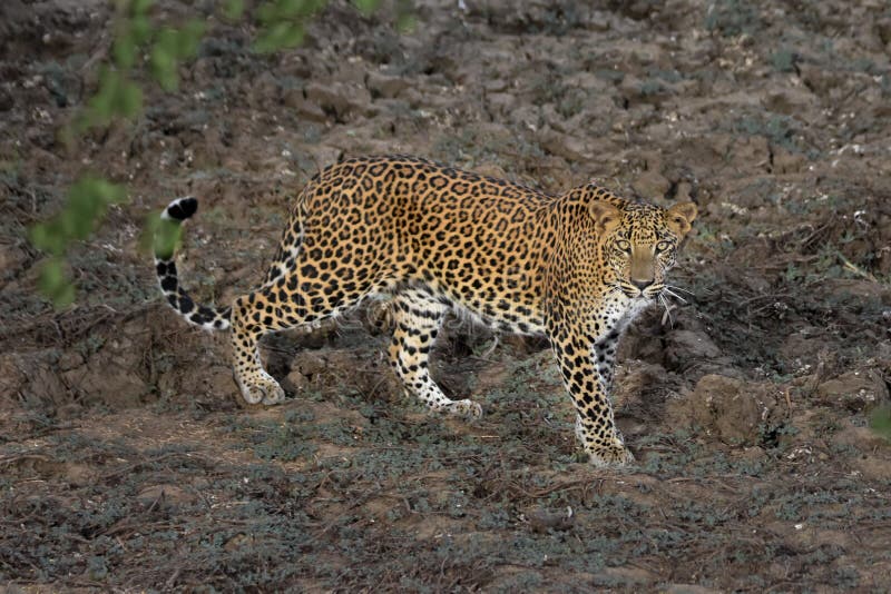 Leopardo ceilandés mirándome fotografía de archivo