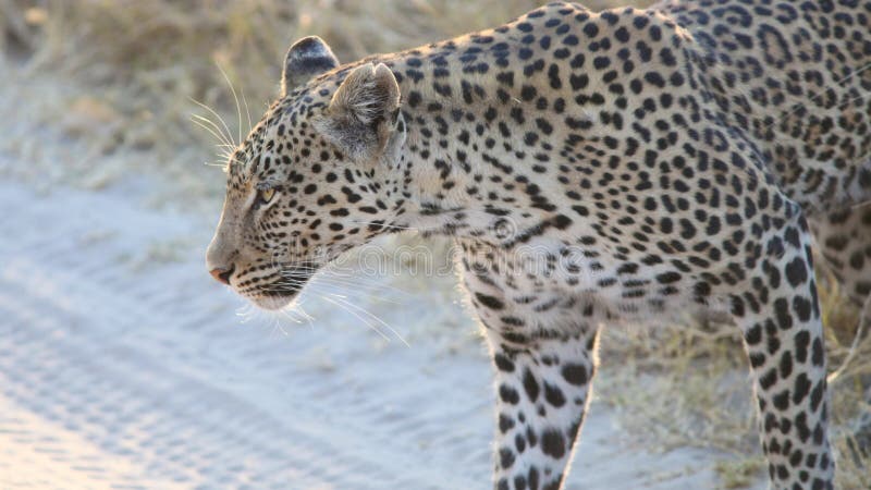 Leopardo che attraversa una strada non asfaltata