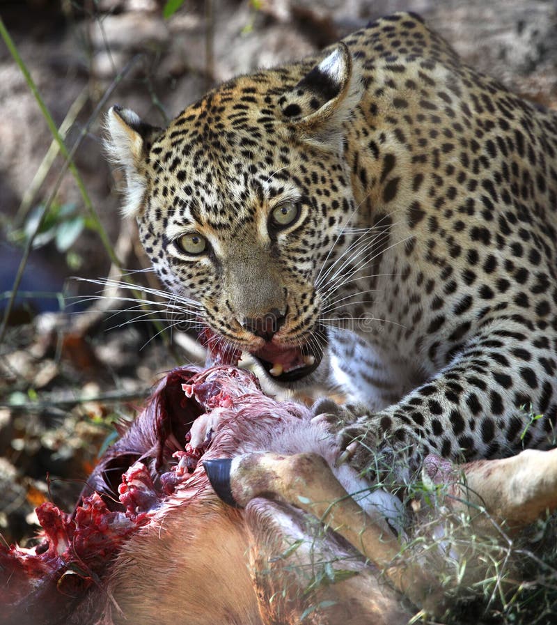 Leopardo che si alimenta sulla sua uccisione - Botswana