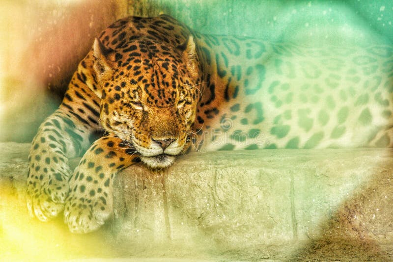 Leopardo che si rilassa nello zoo