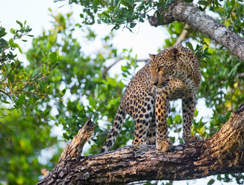 Leopardo che sta su un grande ramo di albero La Sri Lanka fotografia stock libera da diritti Leopardo che sta su un grande ramo di albero La Sri Lanka fotografia stock libera da diritti