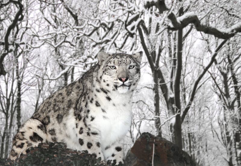 Leopardo de neve