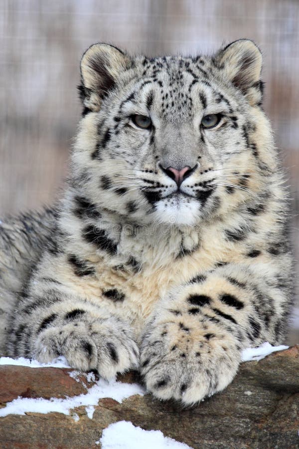 Leopardo de neve Leopardo de neve