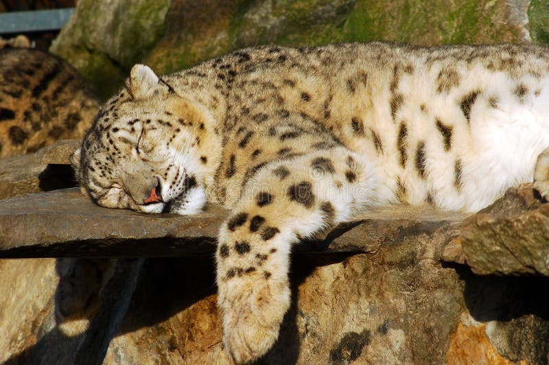 Leopardo de neve do sono.