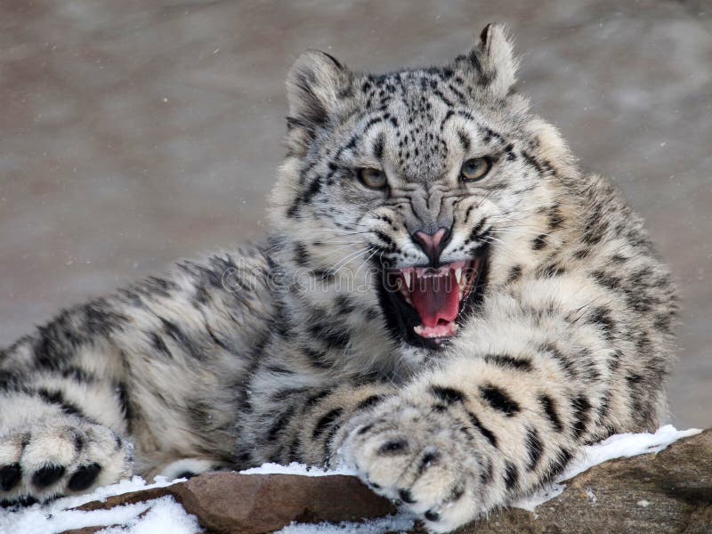 Leopardo de nieve Leopardo de nieve