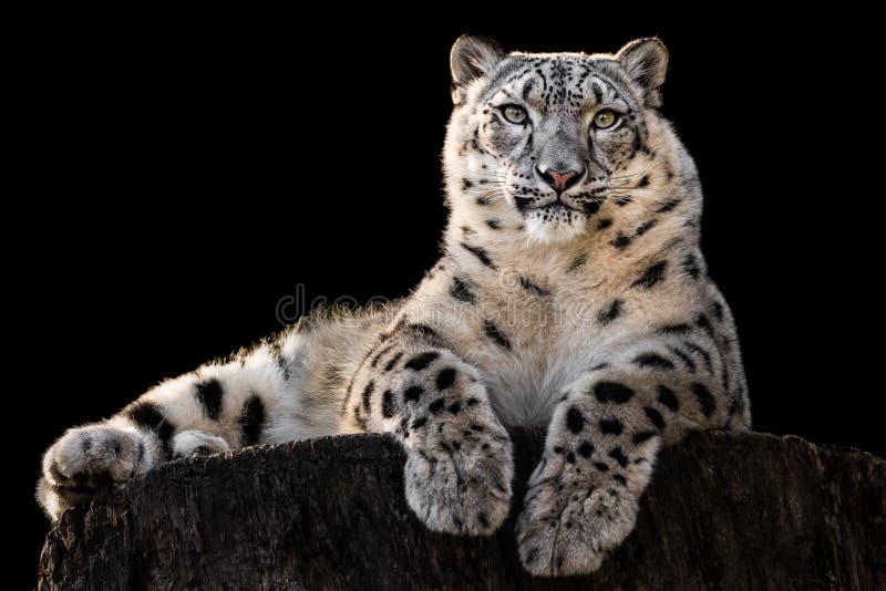 Leopardo delle nevi da bagno III