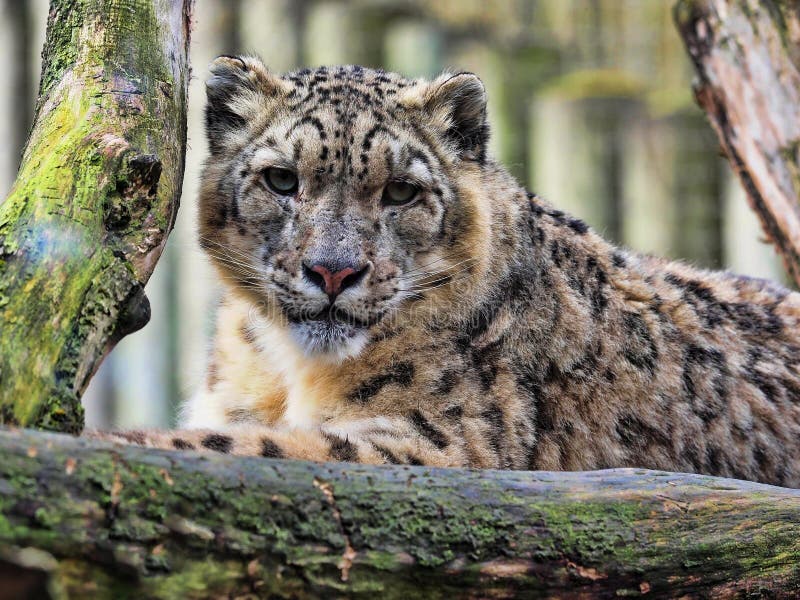 Leopardo delle nevi di riposo, uncia di Uncia immagini stock Leopardo delle nevi di riposo, uncia di Uncia immagini stock