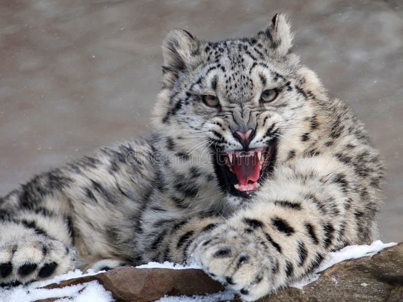Leopardo di neve