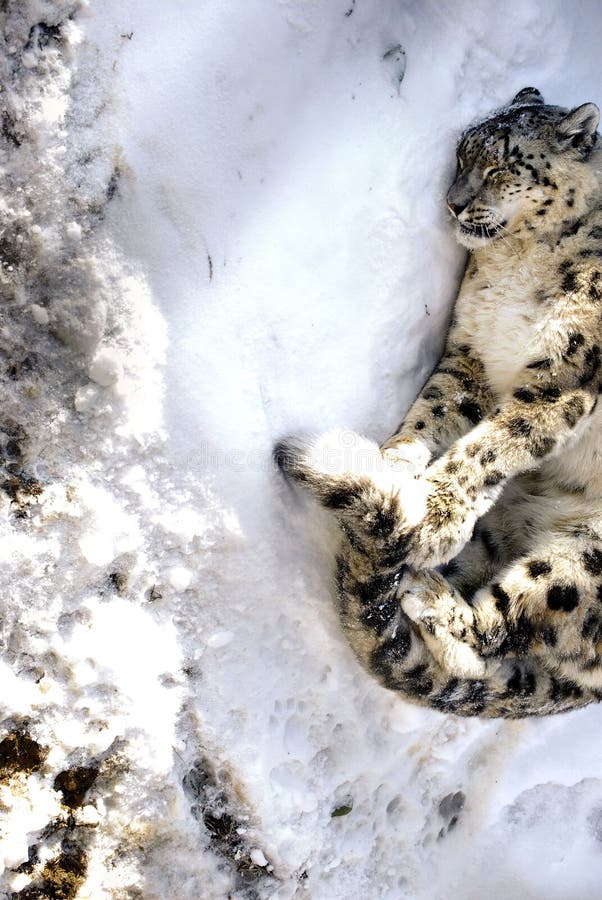 Leopardo di neve di inverno