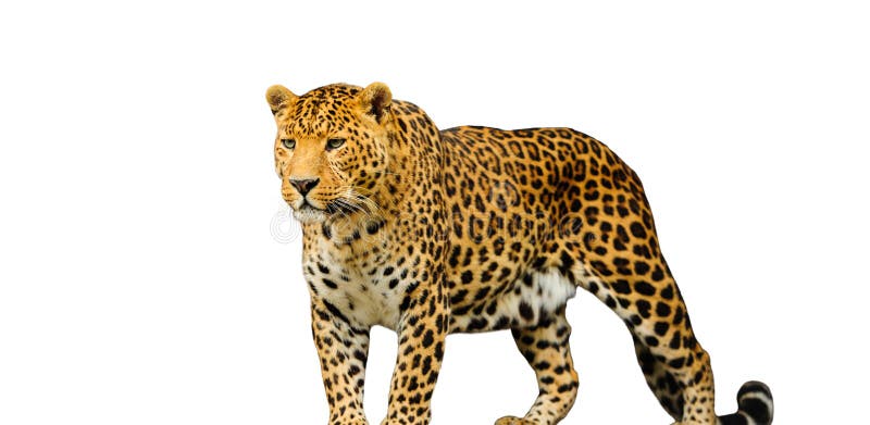 leopardo isolato su fondo bianco