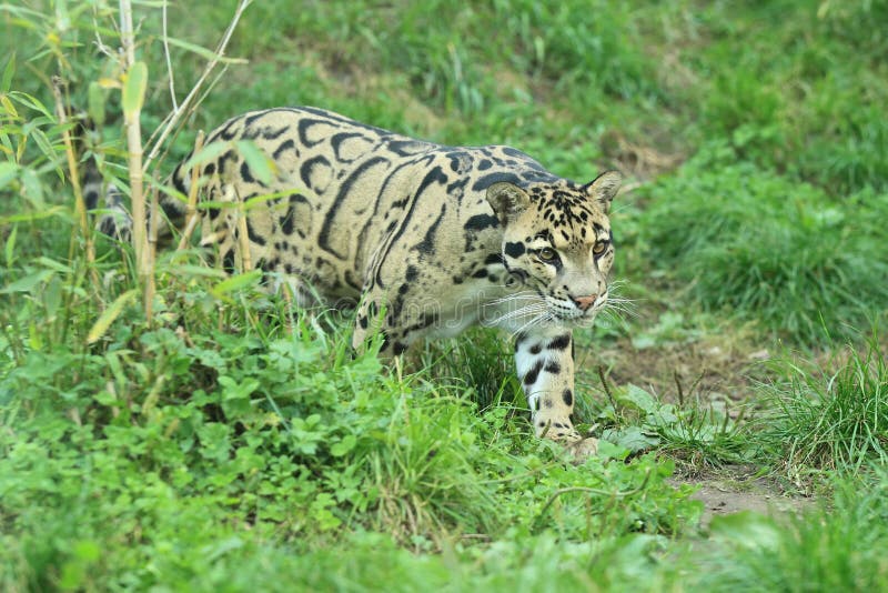 Leopardo nebuloso immagini stock libere da diritti Leopardo nebuloso immagini stock libere da diritti
