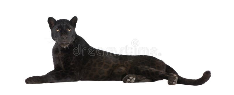 Leopardo negro (6 años)