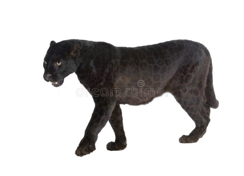 Leopardo negro (6 años) imagen de archivo Leopardo negro (6 años) imagen de archivo