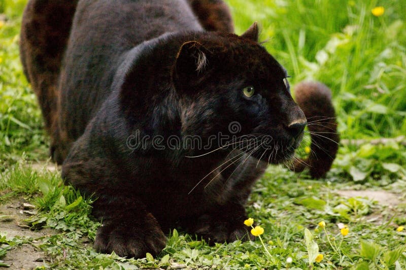 Leopardo Negro Ou Pantera Negra Panthera Pardus Adulto Imagem de Stock - Imagem de preto, felino: 195009081 Leopardo Negro Ou Pantera Negra Panthera Pardus Adulto Imagem de Stock - Imagem de preto, felino: 195009081