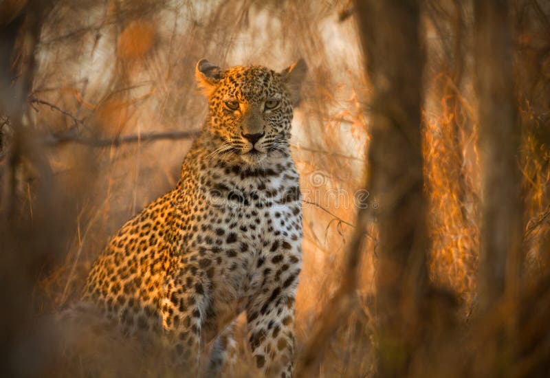 Leopardo nel parco nazionale di Kruger