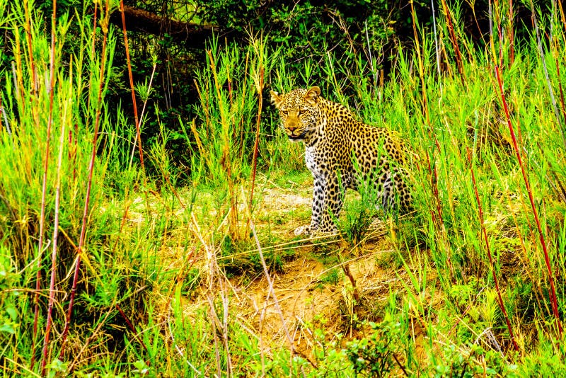 Leopardo nell'alta erba lungo il fiume di Olifant nel parco nazionale di Kruger fotografie stock Leopardo nell'alta erba lungo il fiume di Olifant nel parco nazionale di Kruger fotografie stock