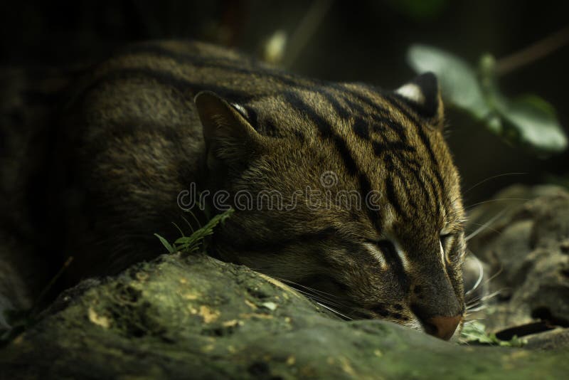 Leopardo-nebuloso fotos de stock