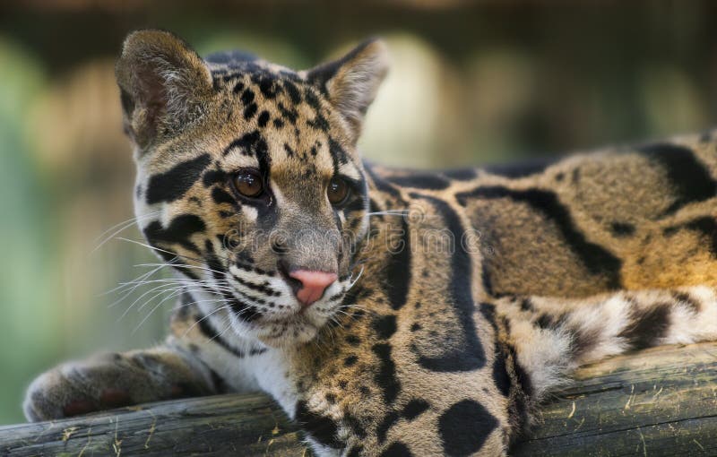 Leopardo nublado fotos de archivo libres de regalías Leopardo nublado fotos de archivo libres de regalías