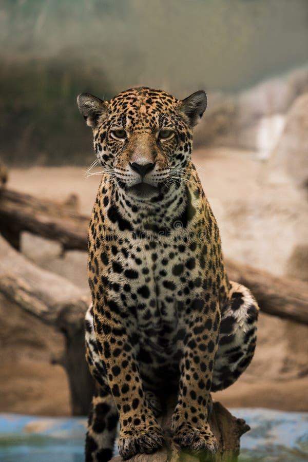 Leopardo, pantera que olha o contato de olhos imagens de stock Leopardo, pantera que olha o contato de olhos imagens de stock