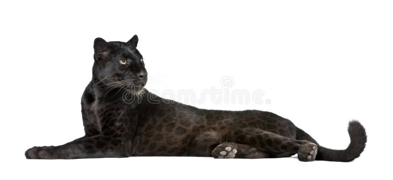 Leopardo preto na frente de um fundo branco fotografia de stock Leopardo preto na frente de um fundo branco fotografia de stock