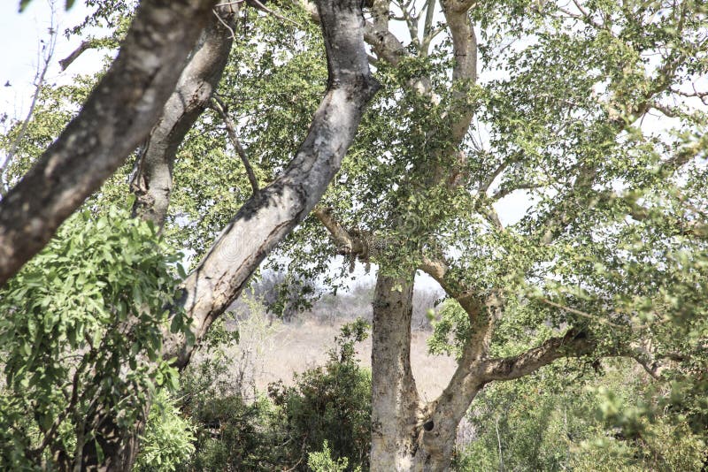 Leopardo que descansa sobre la rama de árbol, parque nacional de Kruger, Suráfrica imagen de archivo libre de regalías Leopardo que descansa sobre la rama de árbol, parque nacional de Kruger, Suráfrica imagen de archivo libre de regalías