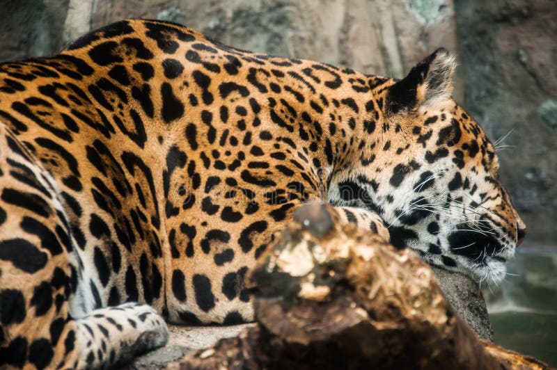 Leopardo que dorme nas rochas fotografia de stock royalty free Leopardo que dorme nas rochas fotografia de stock royalty free