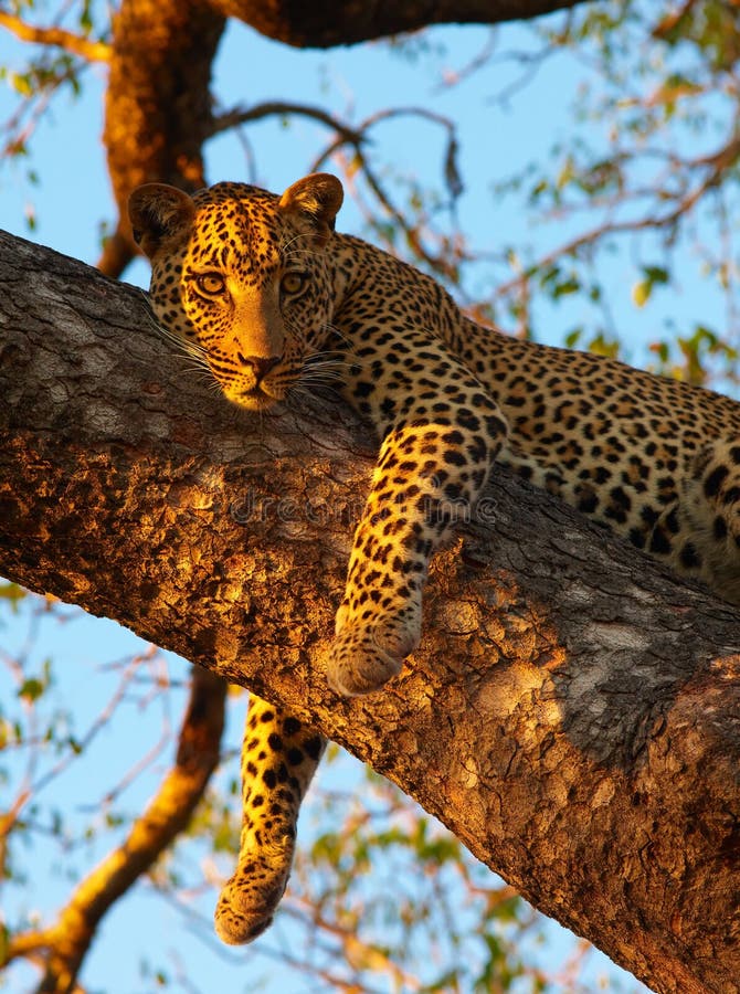 Leopard (Panthera pardus) lying relaxed on the tree in nature reserve in South Africa. Leopard (Panthera pardus) lying relaxed on the tree in nature reserve in South Africa