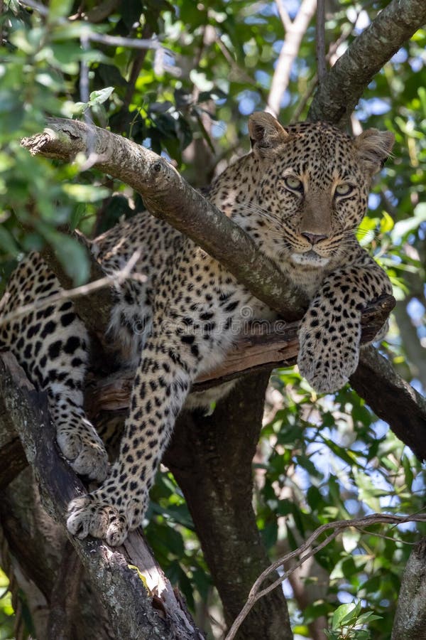 Leopardo que se sienta en un árbol con en Masai Mara, Kenia, África imágenes de archivo libres de regalías Leopardo que se sienta en un árbol con en Masai Mara, Kenia, África imágenes de archivo libres de regalías