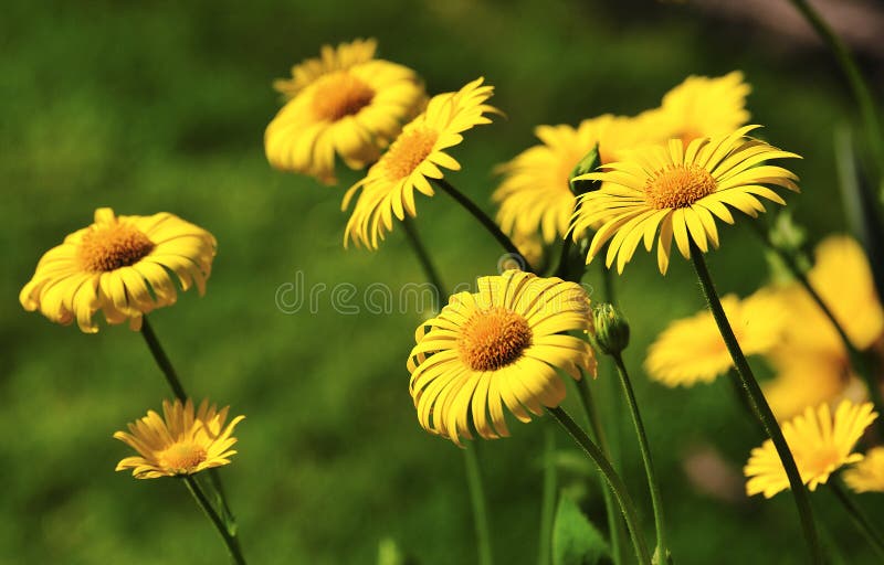 Leopards Bane (Amica montana)