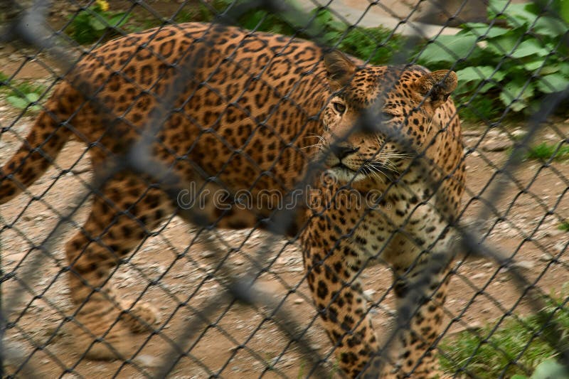 Nainital Zoo Stock Photos - Free & Royalty-Free Stock Photos from Dreamstime