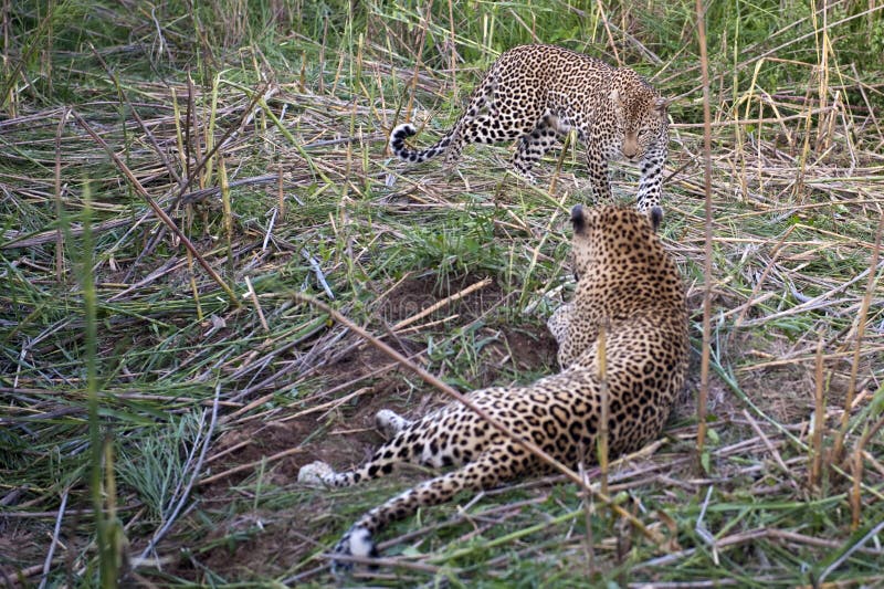 Leopards resting