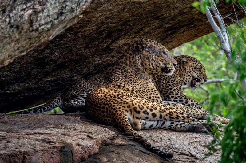 The Sri Lankan Leopard Panthera Pardus Kotiya on the Tree ...