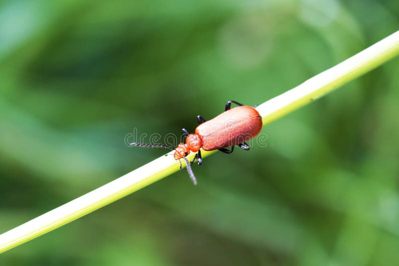 Lepidodacloidae. gândacul se așează pe o lamă de iarbă într-un mediu natural. royalty free stock image