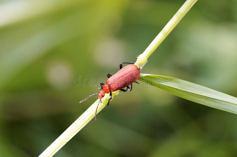Lepidodacloidae. gândacul se așează pe o lamă de iarbă într-un mediu natural. royalty free stock photography