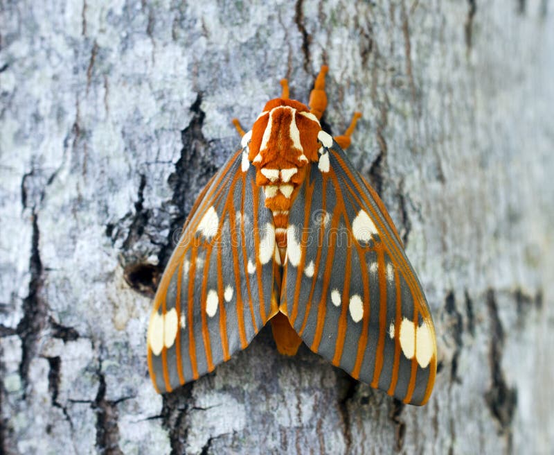 Regal Moth, Citheronia regalis, on tree bark. The regal moth, also called the royal walnut moth, is a North American moth in the family Saturniidae. The caterpillars are called hickory horned devils. The regal moth is found throughout the deciduous forest areas of the eastern United States from New Jersey to Missouri and southward to eastern Texas and central Florida. Photographed in Athens, Clarke County, GA. Regal Moth, Citheronia regalis, on tree bark. The regal moth, also called the royal walnut moth, is a North American moth in the family Saturniidae. The caterpillars are called hickory horned devils. The regal moth is found throughout the deciduous forest areas of the eastern United States from New Jersey to Missouri and southward to eastern Texas and central Florida. Photographed in Athens, Clarke County, GA.