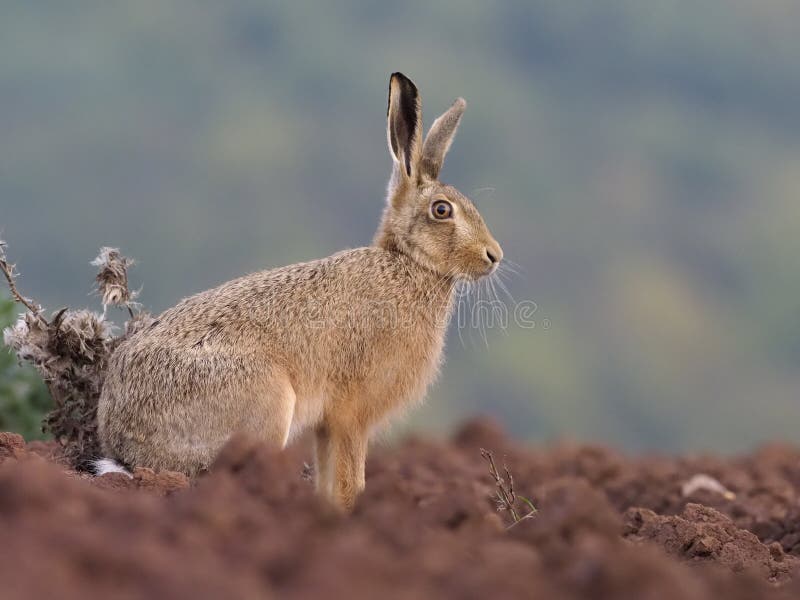 Lepre marrone europea, europaeus del lepus fotografie stock libere da diritti Lepre marrone europea, europaeus del lepus fotografie stock libere da diritti