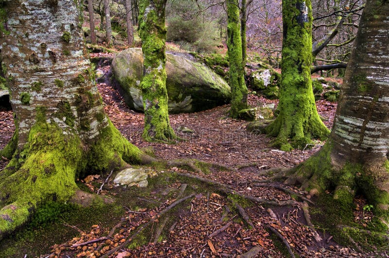 Leprechaun forest stock image. Image of environment, leprechaun 14525697
